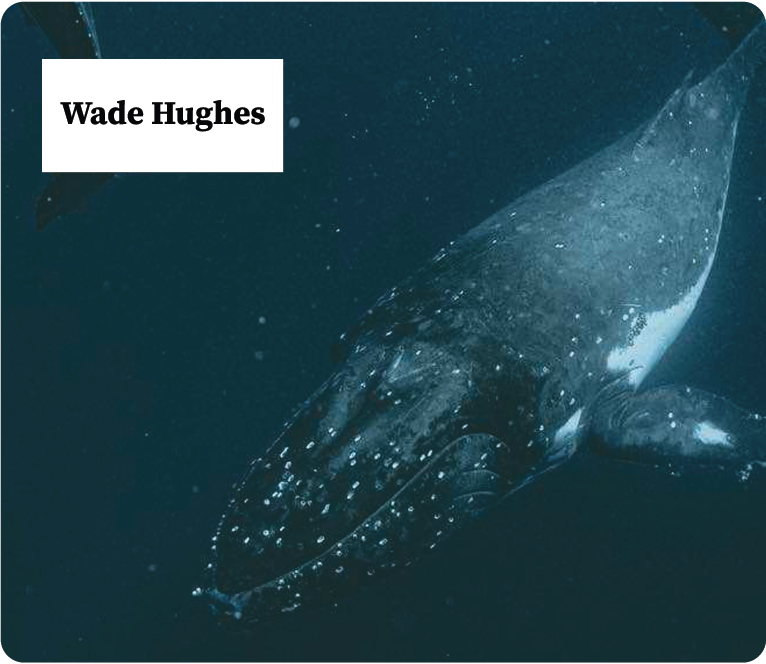 Customer Success Stories - TIMG Digitisation solution for Wade Hughes.